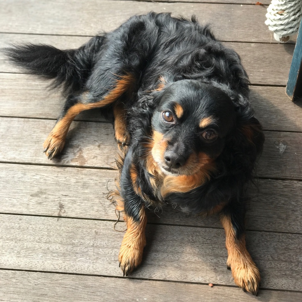 Meet your Posher, Rachel